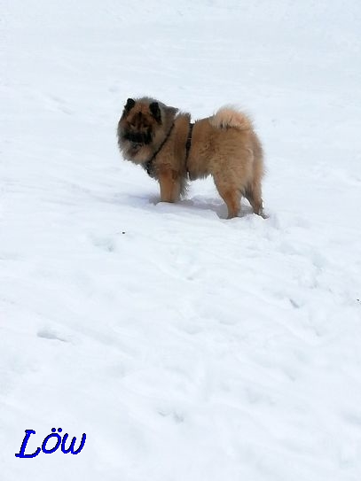 18.1.2021 - 18.1.2021 - Wächter im Schnee 